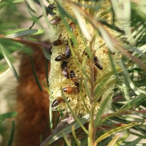 Apis mellifera at Wodonga, VIC - 20 Mar 2022