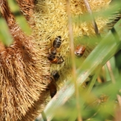 Apis mellifera at Wodonga, VIC - 20 Mar 2022