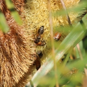 Apis mellifera at Wodonga, VIC - 20 Mar 2022 08:11 AM