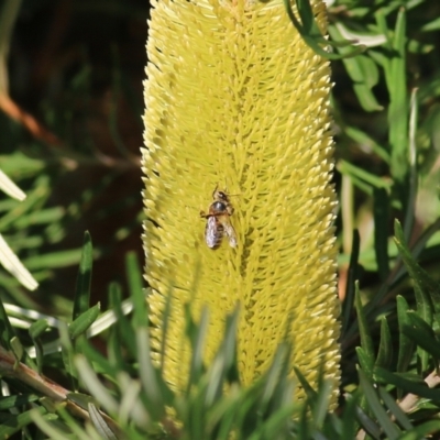 Unidentified Bee (Hymenoptera, Apiformes) at WREN Reserves - 19 Mar 2022 by KylieWaldon