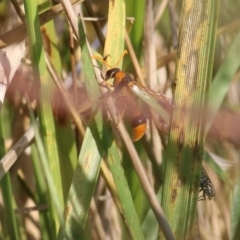 Delta bicinctum (Potter wasp) at WREN Reserves - 19 Mar 2022 by KylieWaldon