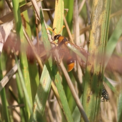 Delta bicinctum (Potter wasp) at WREN Reserves - 19 Mar 2022 by KylieWaldon
