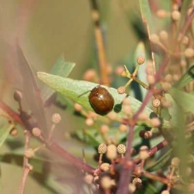 Dicranosterna semipunctata (Leaf beetle) at Wodonga - 19 Mar 2022 by KylieWaldon