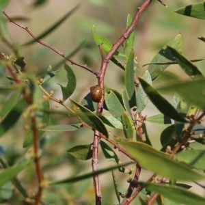 Dicranosterna semipunctata at Wodonga, VIC - 20 Mar 2022