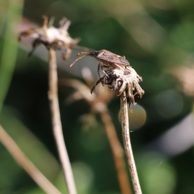 Poecilometis sp. (genus) (A Gum Tree Shield Bug) at WREN Reserves - 19 Mar 2022 by KylieWaldon