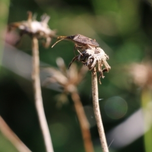 Poecilometis sp. (genus) at Wodonga, VIC - 20 Mar 2022