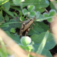 Phaulacridium vittatum (Wingless Grasshopper) at Wodonga, VIC - 20 Mar 2022 by KylieWaldon