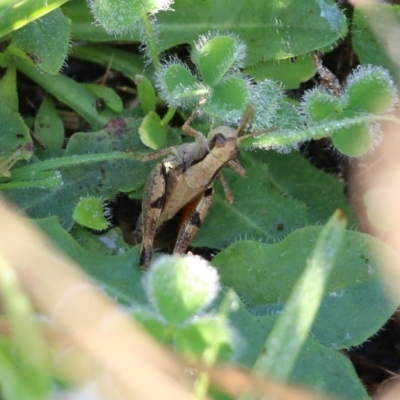 Phaulacridium vittatum (Wingless Grasshopper) at Wodonga, VIC - 19 Mar 2022 by KylieWaldon