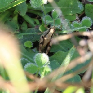 Phaulacridium vittatum at Wodonga, VIC - 20 Mar 2022 08:25 AM