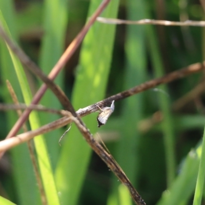 Unidentified Moth (Lepidoptera) at Wodonga, VIC - 19 Mar 2022 by KylieWaldon