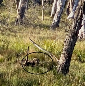 Tachyglossus aculeatus at High Range, NSW - suppressed