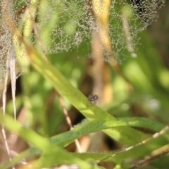 Linyphiidae (family) (Money spider or Sheet-web spider) at Wodonga - 19 Mar 2022 by KylieWaldon