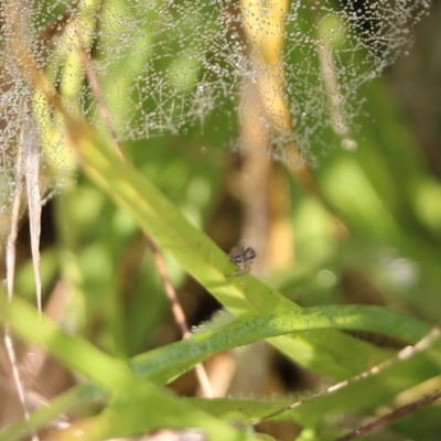 Linyphiidae (family) (Money spider or Sheet-web spider) at Wodonga - 19 Mar 2022 by KylieWaldon