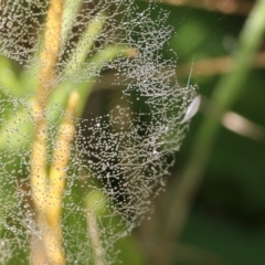 Linyphiidae (family) at Wodonga, VIC - 20 Mar 2022 08:28 AM