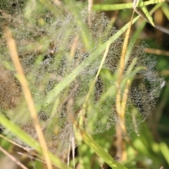 Linyphiidae (family) at Wodonga, VIC - 20 Mar 2022