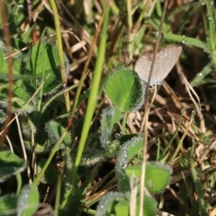 Zizina otis (Common Grass-Blue) at Wodonga, VIC - 20 Mar 2022 by KylieWaldon