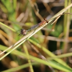 Unidentified Damselfly (Zygoptera) at Wodonga, VIC - 19 Mar 2022 by KylieWaldon