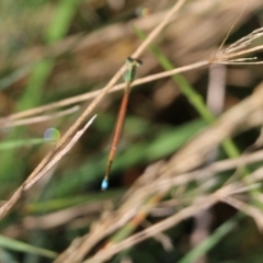 Ischnura aurora (Aurora Bluetail) at WREN Reserves - 20 Mar 2022 by KylieWaldon