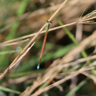 Ischnura aurora (Aurora Bluetail) at WREN Reserves - 19 Mar 2022 by KylieWaldon