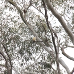 Todiramphus sanctus (Sacred Kingfisher) at Bruce, ACT - 30 Oct 2016 by JimL