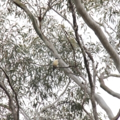 Todiramphus sanctus (Sacred Kingfisher) at Bruce, ACT - 29 Oct 2016 by JimL