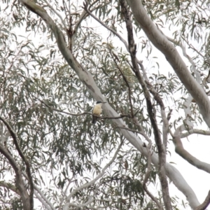 Todiramphus sanctus at Bruce, ACT - 30 Oct 2016