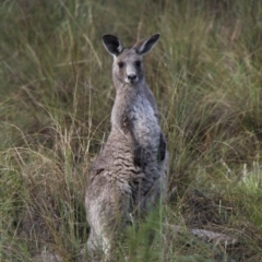 Macropus giganteus (Eastern Grey Kangaroo) at Black Mountain - 30 Oct 2016 by JimL