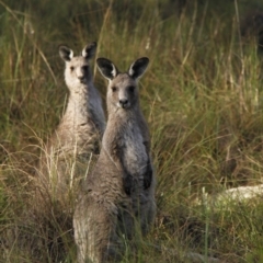 Macropus giganteus at Bruce, ACT - 30 Oct 2016