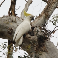 Cacatua galerita (Sulphur-crested Cockatoo) at Black Mountain - 29 Oct 2016 by JimL