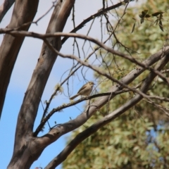 Caligavis chrysops (Yellow-faced Honeyeater) at Namadgi National Park - 10 Nov 2019 by JimL