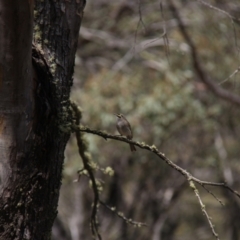 Caligavis chrysops at Mount Clear, ACT - 10 Nov 2019