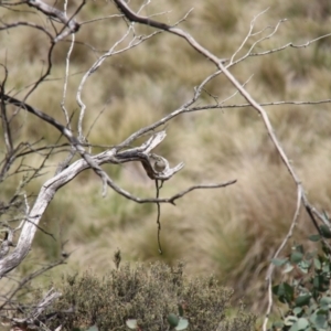 Caligavis chrysops at Mount Clear, ACT - 10 Nov 2019