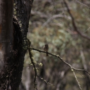 Caligavis chrysops at Mount Clear, ACT - 10 Nov 2019