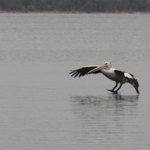 Pelecanus conspicillatus at Wallaga Lake, NSW - 7 Dec 2019 03:52 PM