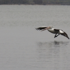 Pelecanus conspicillatus at Wallaga Lake, NSW - 7 Dec 2019 03:52 PM