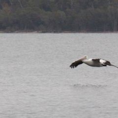 Pelecanus conspicillatus at Wallaga Lake, NSW - 7 Dec 2019 03:52 PM