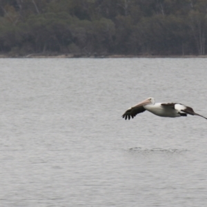 Pelecanus conspicillatus at Wallaga Lake, NSW - 7 Dec 2019 03:52 PM