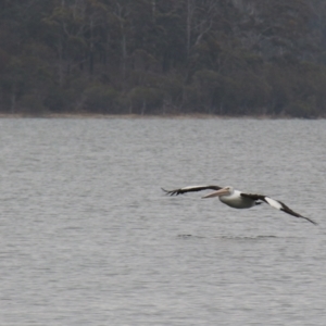 Pelecanus conspicillatus at Wallaga Lake, NSW - 7 Dec 2019 03:52 PM