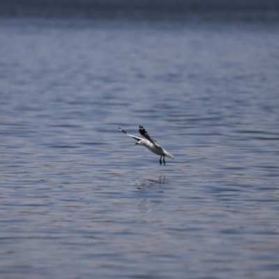 Chroicocephalus novaehollandiae (Silver Gull) at Lake Tuggeranong - 24 Nov 2019 by JimL