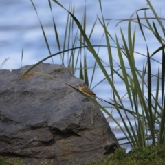 Acrocephalus australis (Australian Reed-Warbler) at Lake Ginninderra - 17 Nov 2019 by JimL