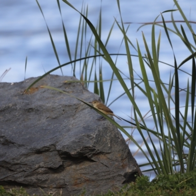 Acrocephalus australis (Australian Reed-Warbler) at Lake Ginninderra - 17 Nov 2019 by JimL