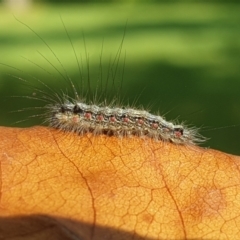 Anestia (genus) (A tiger moth) at Sullivans Creek, Turner - 20 Mar 2022 by LD12