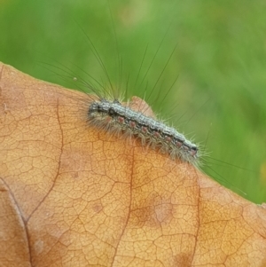 Anestia (genus) at Turner, ACT - 20 Mar 2022 03:41 PM