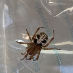 Phonognatha graeffei (Leaf Curling Spider) at Theodore, ACT - 19 Mar 2022 by Cardy