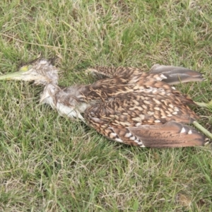 Nycticorax caledonicus at Throsby, ACT - 20 Mar 2022