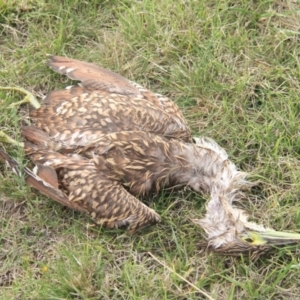 Nycticorax caledonicus at Throsby, ACT - 20 Mar 2022