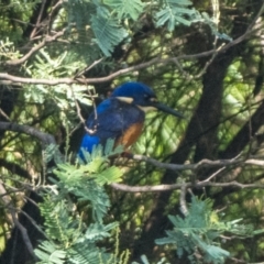 Ceyx azureus (Azure Kingfisher) at Paddys River, ACT - 19 Mar 2022 by patrickcox