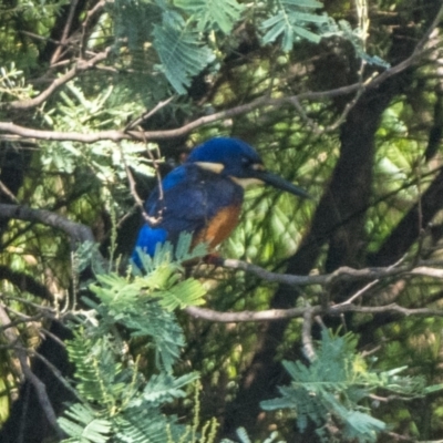 Ceyx azureus (Azure Kingfisher) at Paddys River, ACT - 20 Mar 2022 by patrickcox