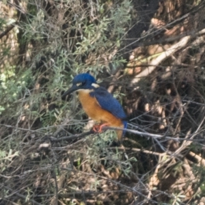 Ceyx azureus at Paddys River, ACT - 20 Mar 2022