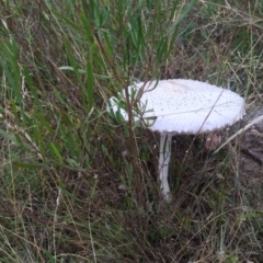 Macrolepiota dolichaula (Macrolepiota dolichaula) at Mount Taylor - 19 Mar 2022 by LOz